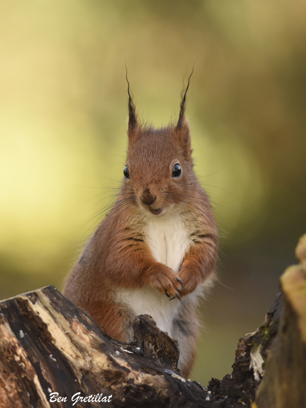 Photo Mammifères Ecureuil roux (Sciurus vulgaris)