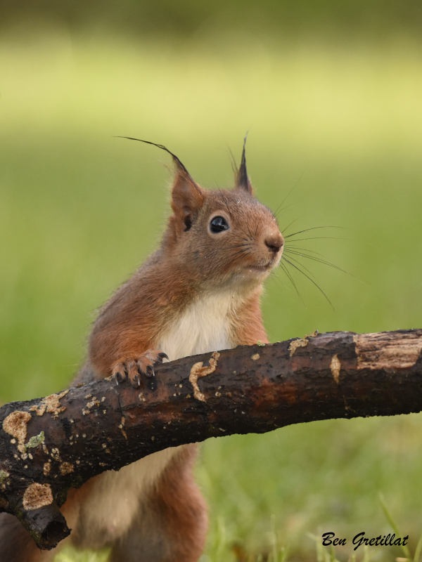 Photo Mammifères Ecureuil roux (Sciurus vulgaris)