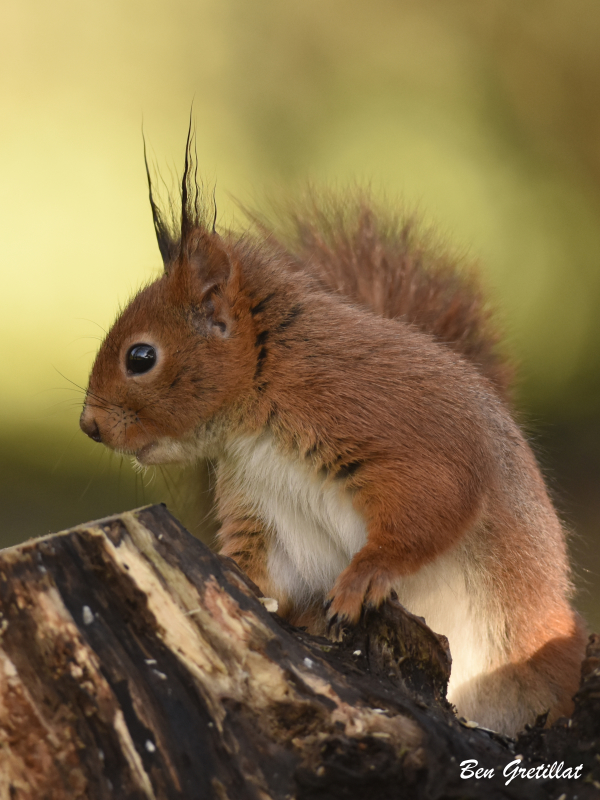 Photo Mammifères Ecureuil roux (Sciurus vulgaris)