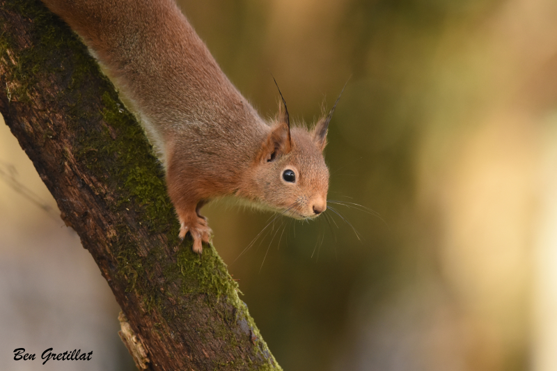 Photo Mammifères Ecureuil roux (Sciurus vulgaris)