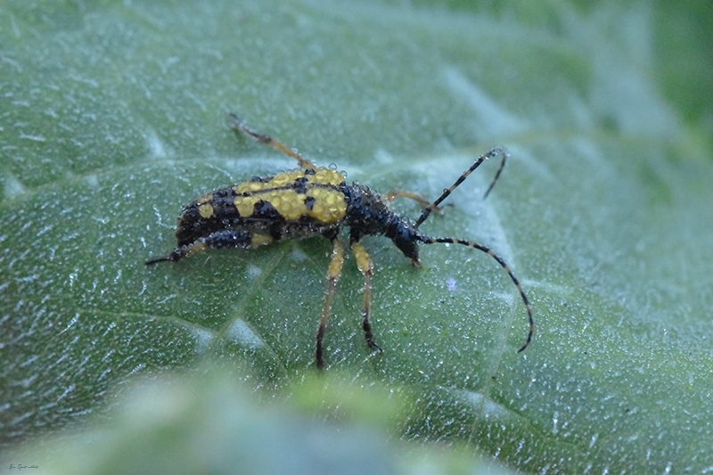 Photo Insectes Lepture tacheté (Rutpela maculata)