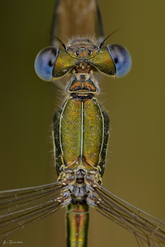 Photo Insectes Leste fiancé (Lestes sponsa)