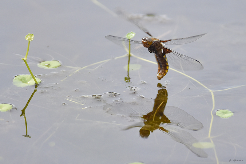 Photo Insectes Libellule déprimée (Libellula depressa)