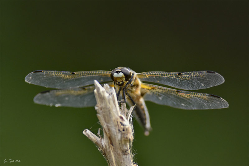 Photo Insectes Libellule à quatre taches (Libellula quadrimaculata)