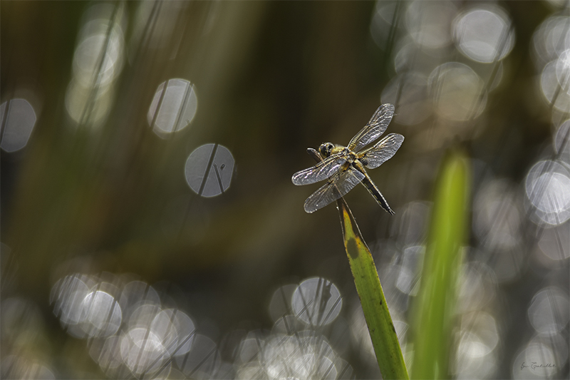 Photo Insectes Libellule à quatre taches (Libellula quadrimaculata)