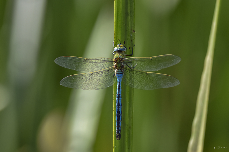 Photo Insectes Anax empereur (Anax imperator)