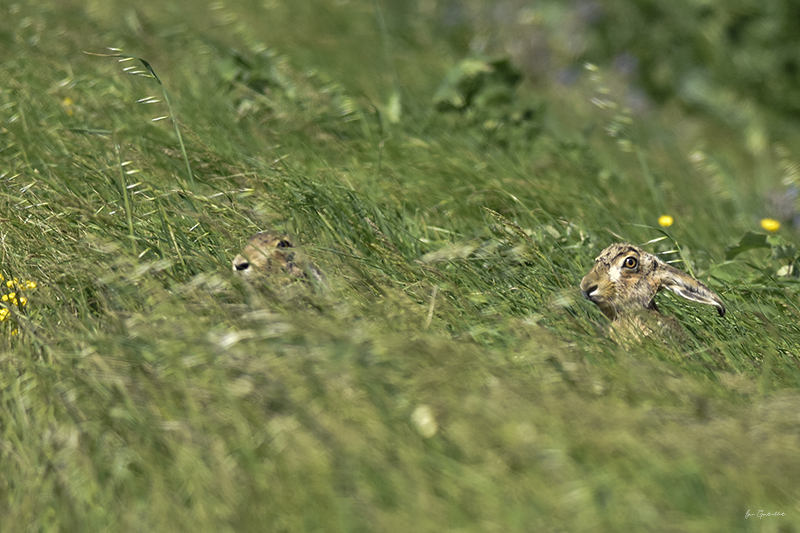 Photo Mammifères Lièvre brun (Lepus europaeus)