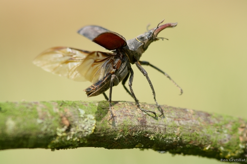 Photo Insectes Lucane Cerf Volant Mâle (Lucanus cervus) 