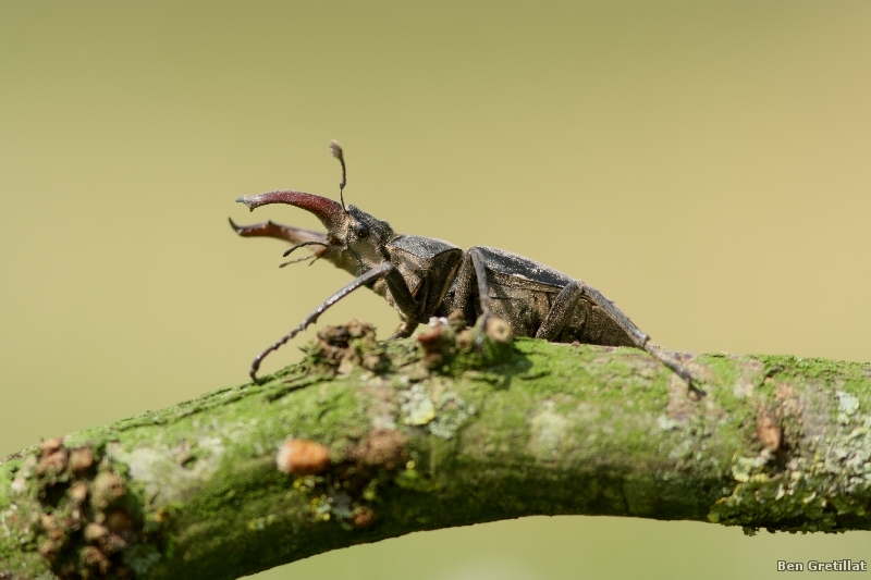 Photo Insectes Lucane Cerf Volant Mâle (Lucanus cervus) 