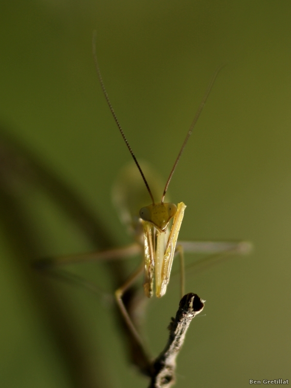 Photo Insectes Mante religieuse (Mantis religiosa)