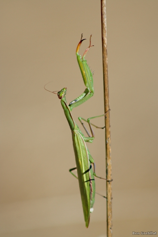 Photo Insectes Mante religieuse (Mantis religiosa)