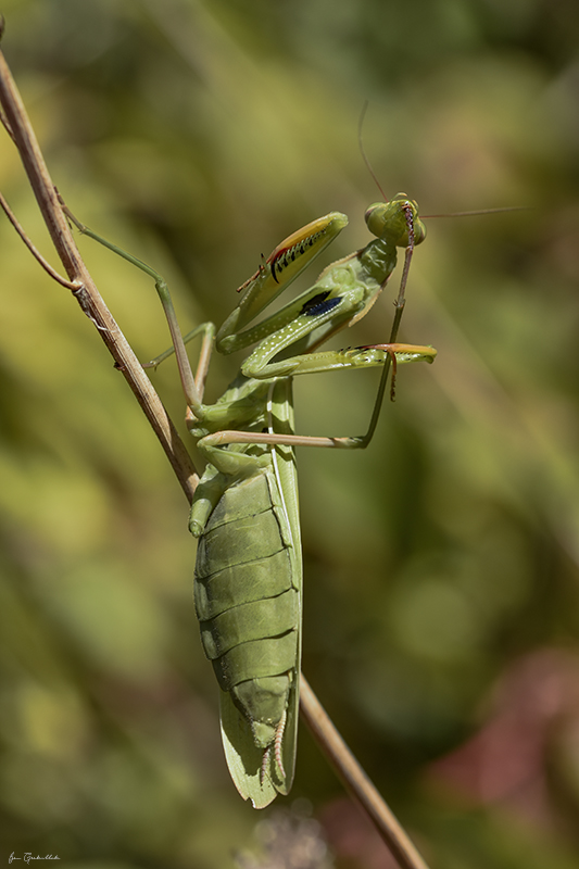 Photo Insectes Mante religieuse (Mantis religiosa)