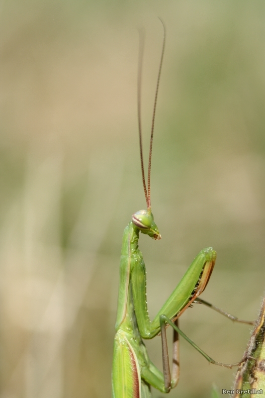 Photo Insectes Mante religieuse (Mantis religiosa)