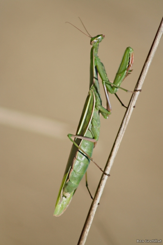 Photo Insectes Mante religieuse (Mantis religiosa)