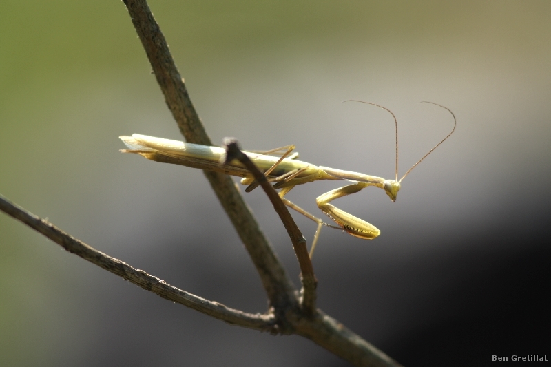 Photo Insectes Mante religieuse (Mantis religiosa)