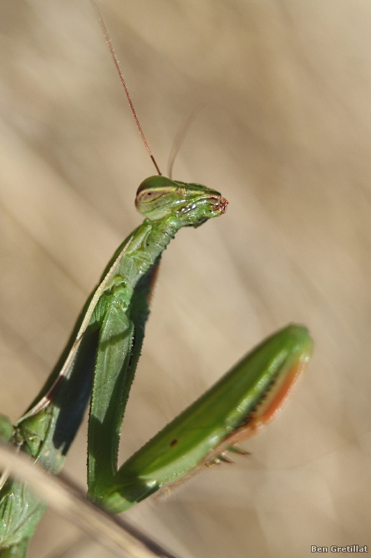 Photo Insectes Mante religieuse (Mantis religiosa)