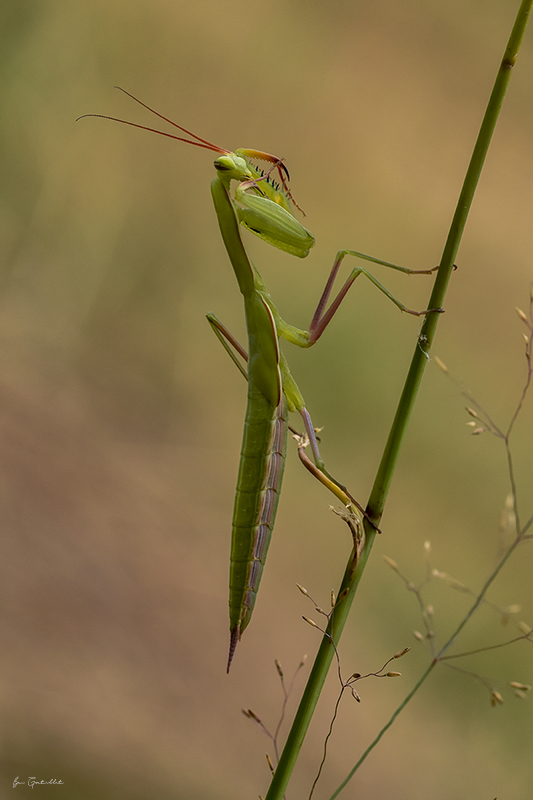 Photo Insectes Mante religieuse (Mantis religiosa)