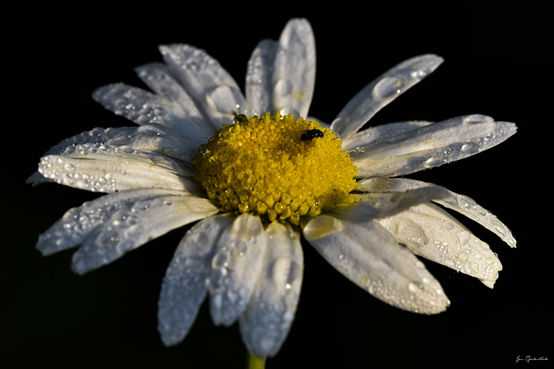 Photo Flore Marguerite commune (Leucanthemum vulgare)