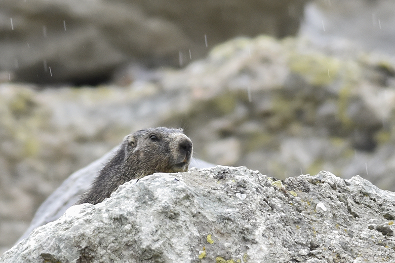 Photo Mammifères Marmotte (Marmota marmota)