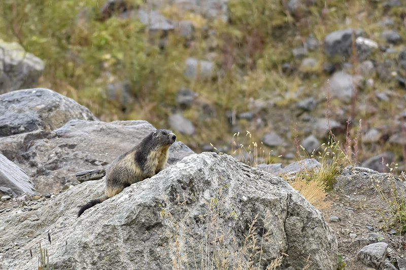 Photo Mammifères Marmotte (Marmota marmota)