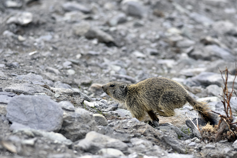 Photo Mammifères Marmotte (Marmota marmota)