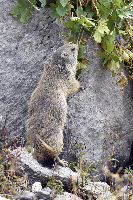 Photo Mammifères Marmotte (Marmota marmota)