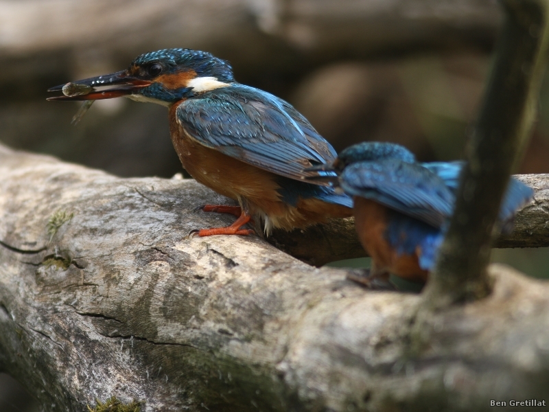 Photo Oiseaux Martin pêcheur d'Europe (Alcedo atthis)