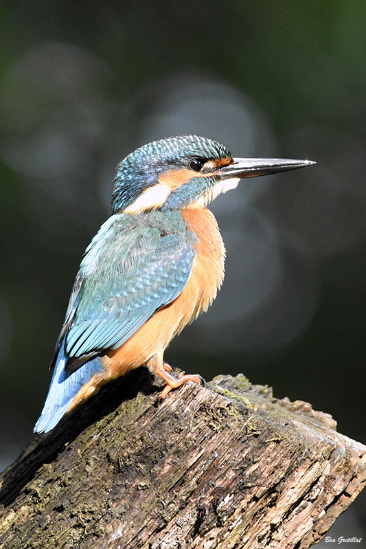 Photo Oiseaux Martin pêcheur d'Europe (Alcedo atthis)