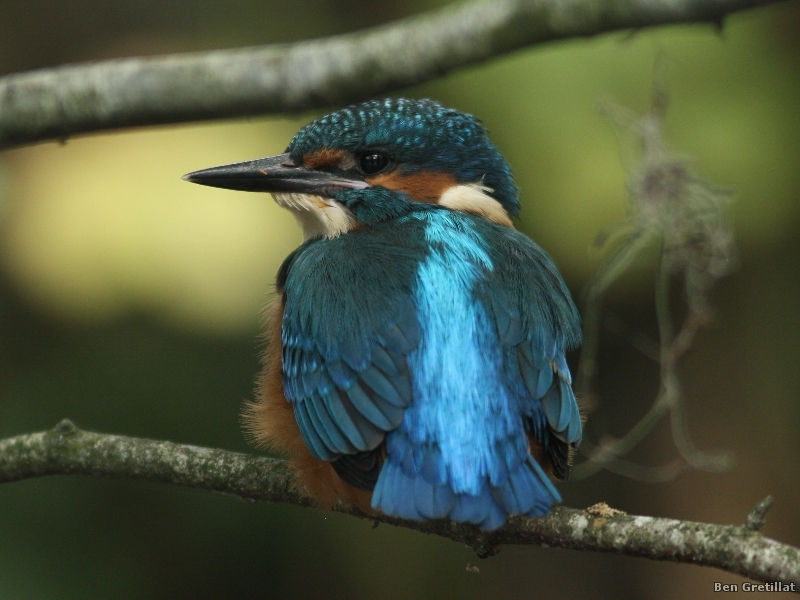 Photo Oiseaux Martin pêcheur d'Europe (Alcedo atthis)