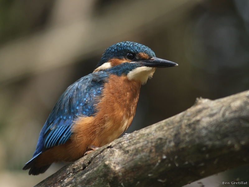 Photo Oiseaux Martin pêcheur d'Europe (Alcedo atthis)