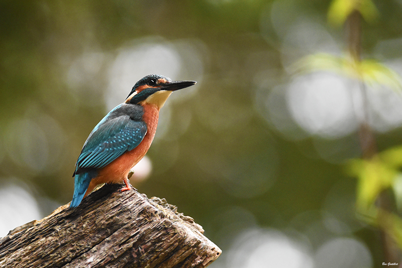 Photo Oiseaux Martin pêcheur d'Europe (Alcedo atthis)