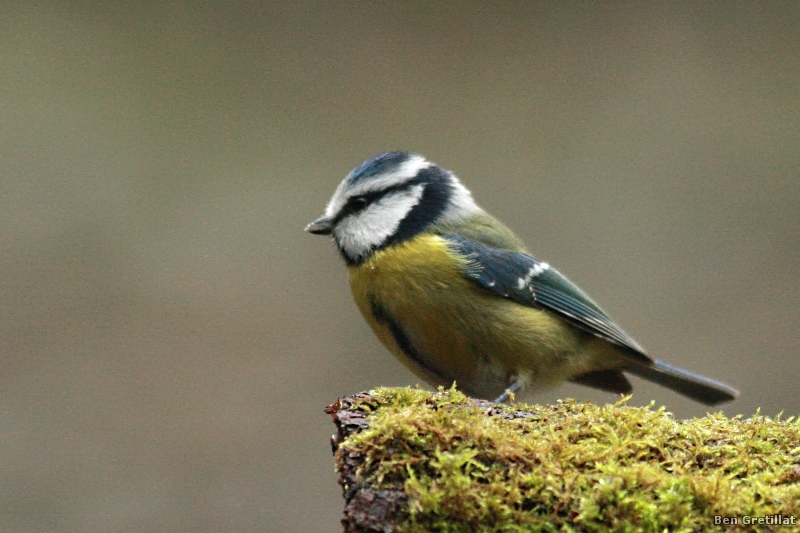 Photo Oiseaux Mésange bleue (Cyanistes caeruleus)