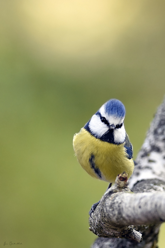 Photo Oiseaux Mésange bleue (Cyanistes caeruleus)