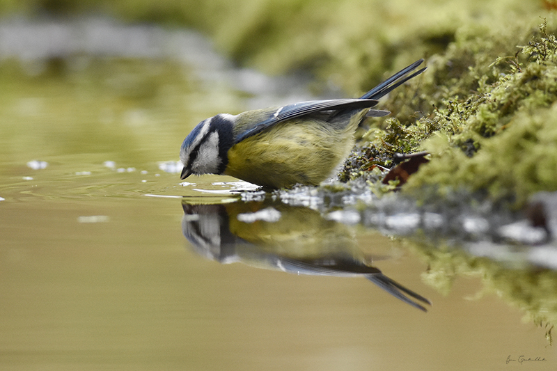 Photo Oiseaux Mésange bleue (Cyanistes caeruleus)