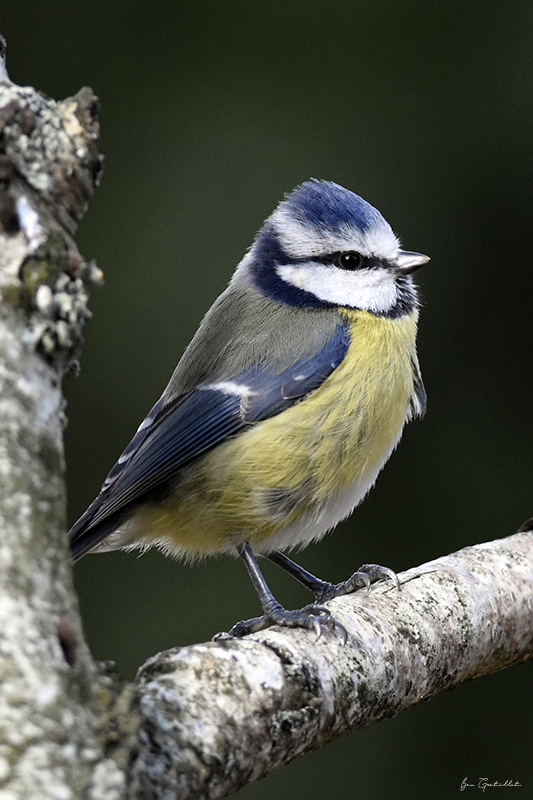 Photo Oiseaux Mésange bleue (Cyanistes caeruleus)