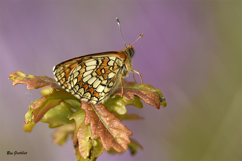 Photo Insectes Mélitée  des scabieuses (Mellicta parthenoides)