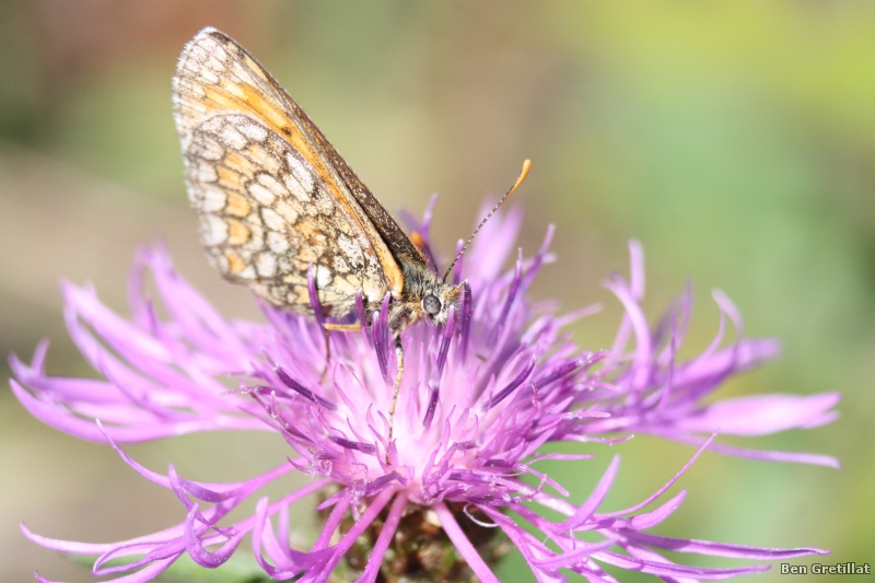 Photo Insectes Melitaea pathenoides