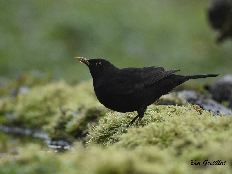 Photo Oiseaux Merle noir (Turdus merula)