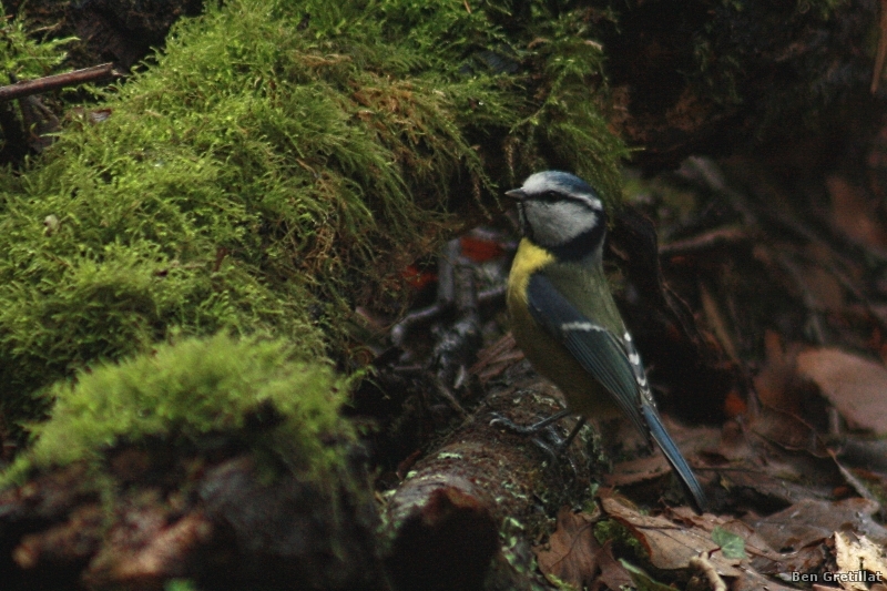 Photo Oiseaux Mésange bleue (Cyanistes caeruleus)