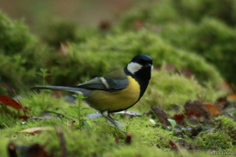 Photo Oiseaux Mésange charbonnière (Parus major)