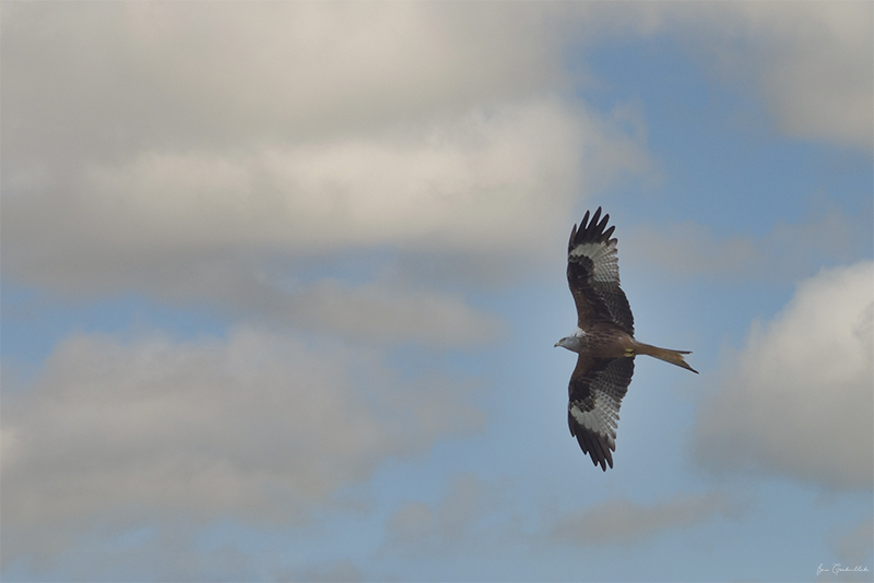 Photo Oiseaux Milan royal (Milvus milvus)