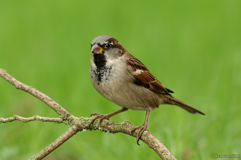 Photo Oiseaux Moineau domestique (Passer domesticus)