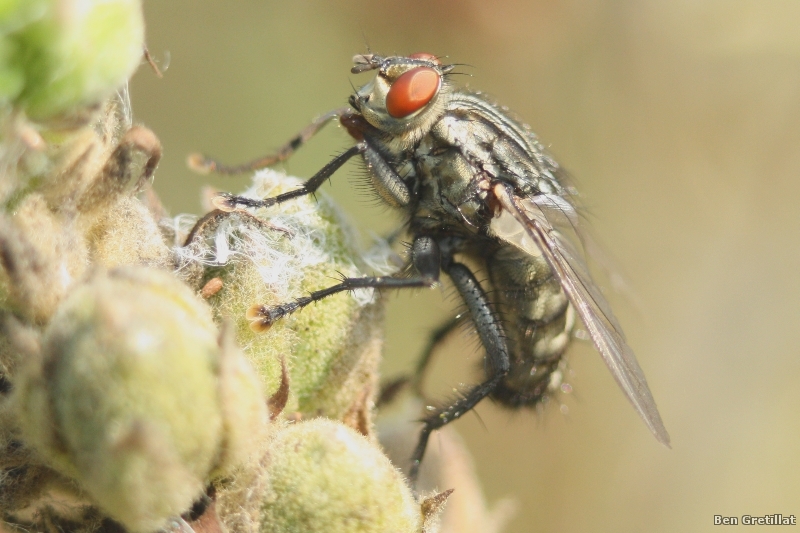 Photo Insectes Mouche charbonneuse (Stomoxys calcitrans)