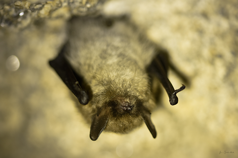 Photo Mammifères Murin à moustaches (Myotis mystacinus)