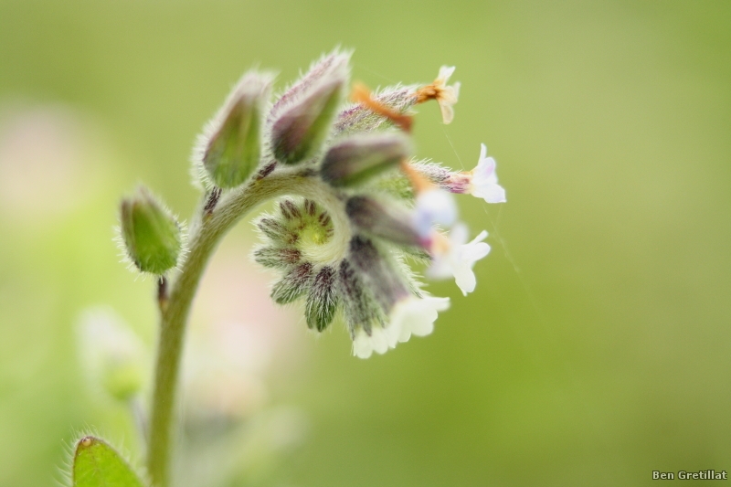 Photo Flore Myosotis des champs (Myosotis arvensis)