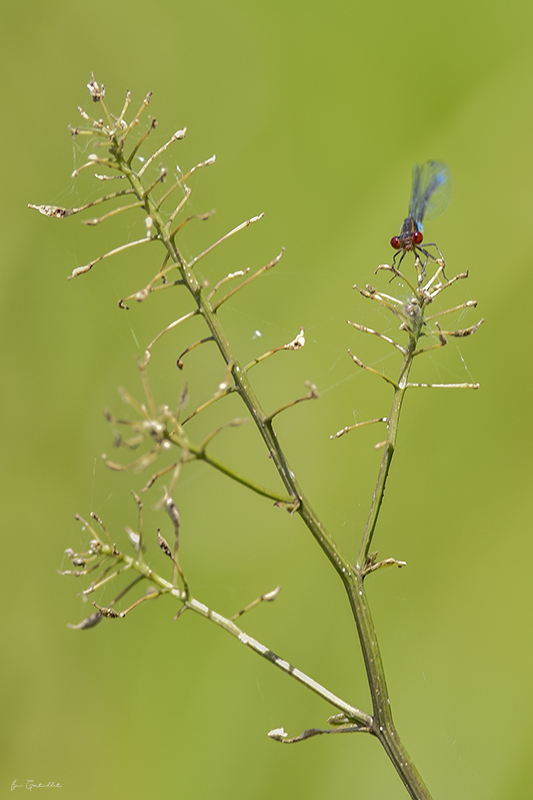 Photo Insectes Naïade aux yeux rouges (Erythromma najas)