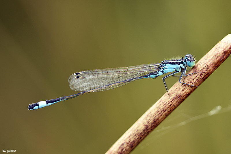 Photo Insectes Agrion élégant (Ischnura elegans)