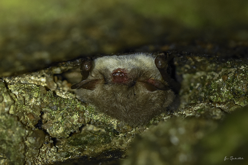 Photo Mammifères Murin de Natterer (Myotis nattereri)