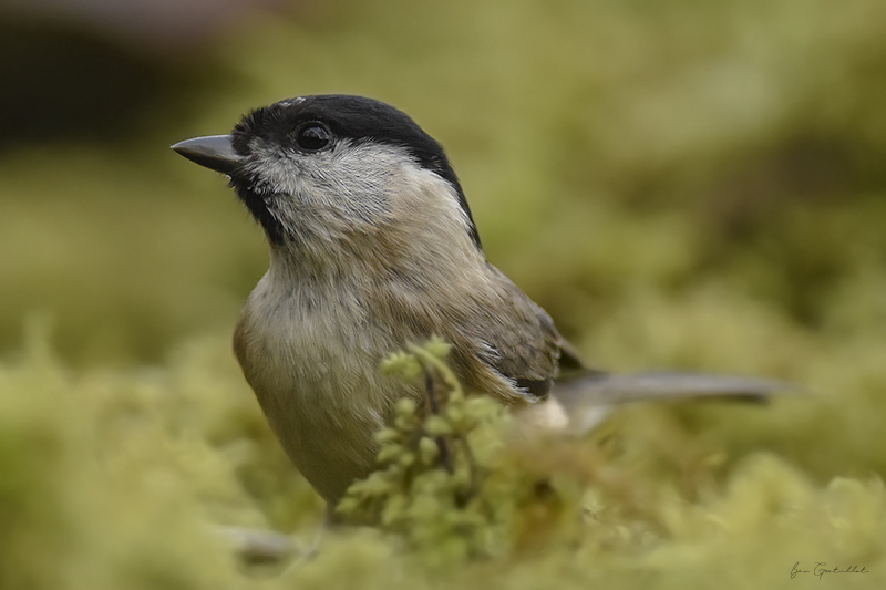 Photo Oiseaux Mésange nonnette (Poecile palustris)