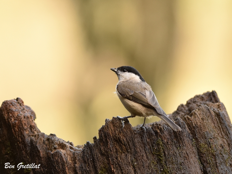 Photo Oiseaux Mésange nonnette (Poecile palustris)